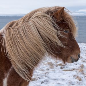 Photographie – Islande – Íslenskur hestur Hrútafjörður